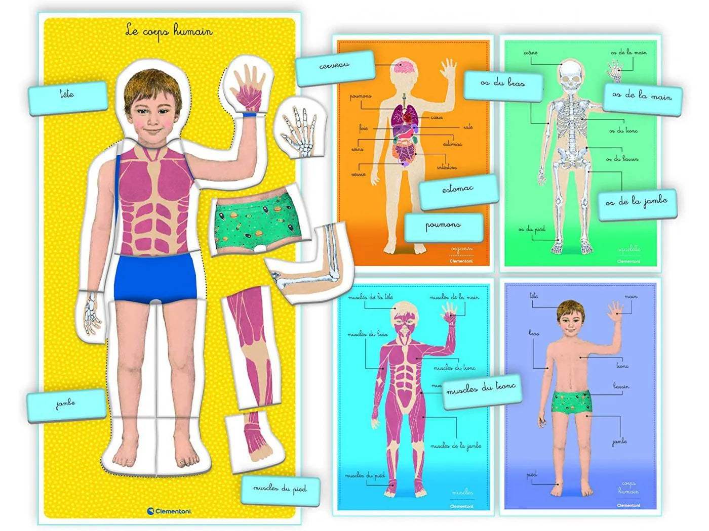LE CORPS HUMAIN - MONTESSORI - babyboss toys - pour bébé Maroc -www.babyboss.ma