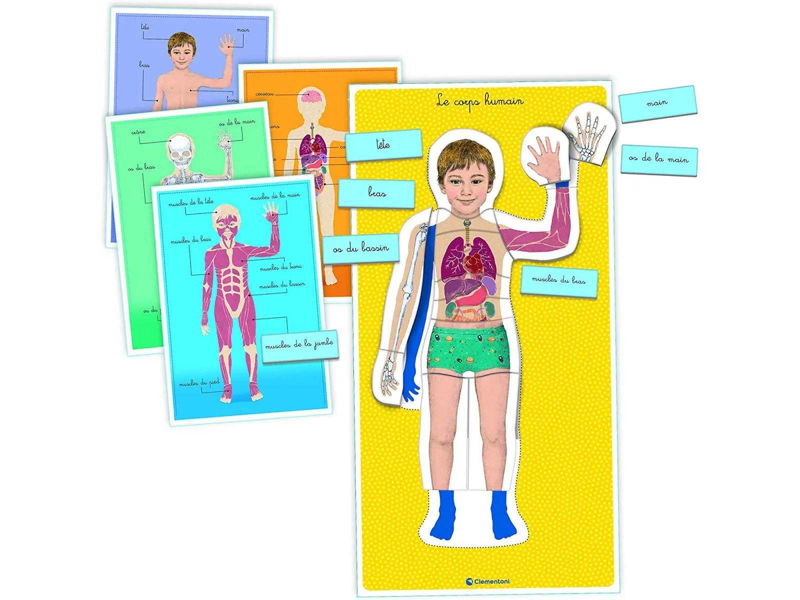 LE CORPS HUMAIN - MONTESSORI - babyboss toys - pour bébé Maroc -www.babyboss.ma