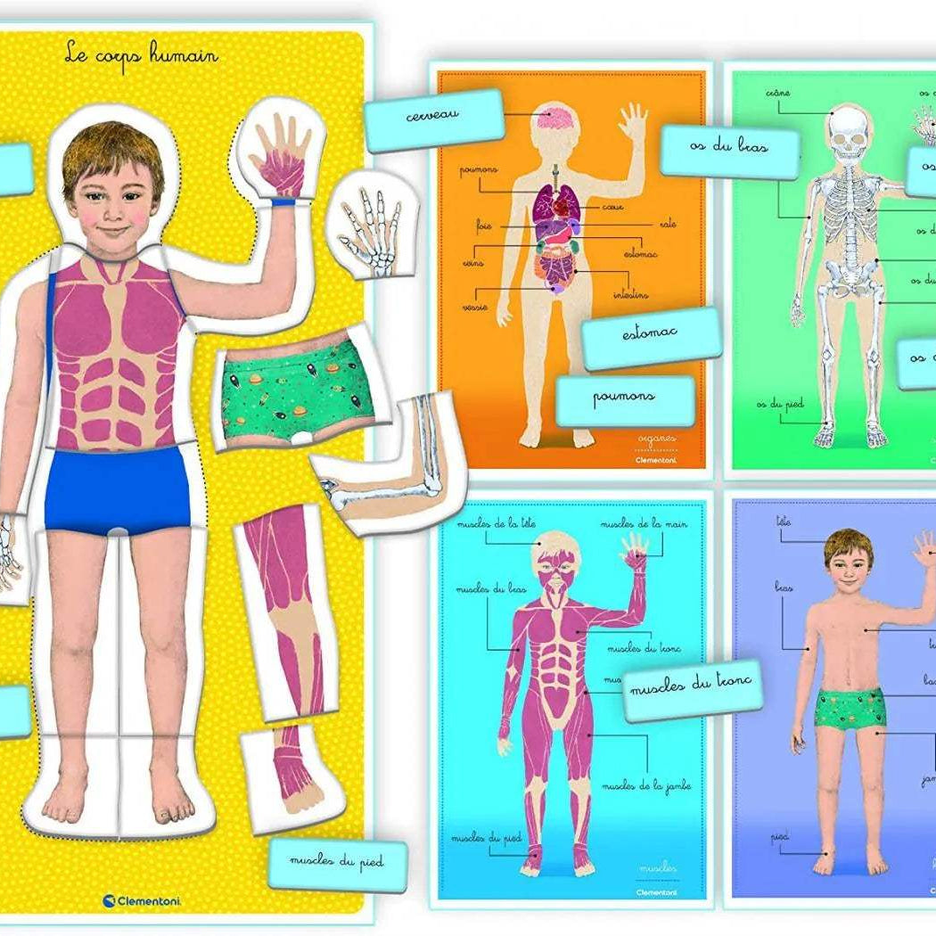 LE CORPS HUMAIN - MONTESSORI - babyboss toys - pour bébé Maroc -www.babyboss.ma