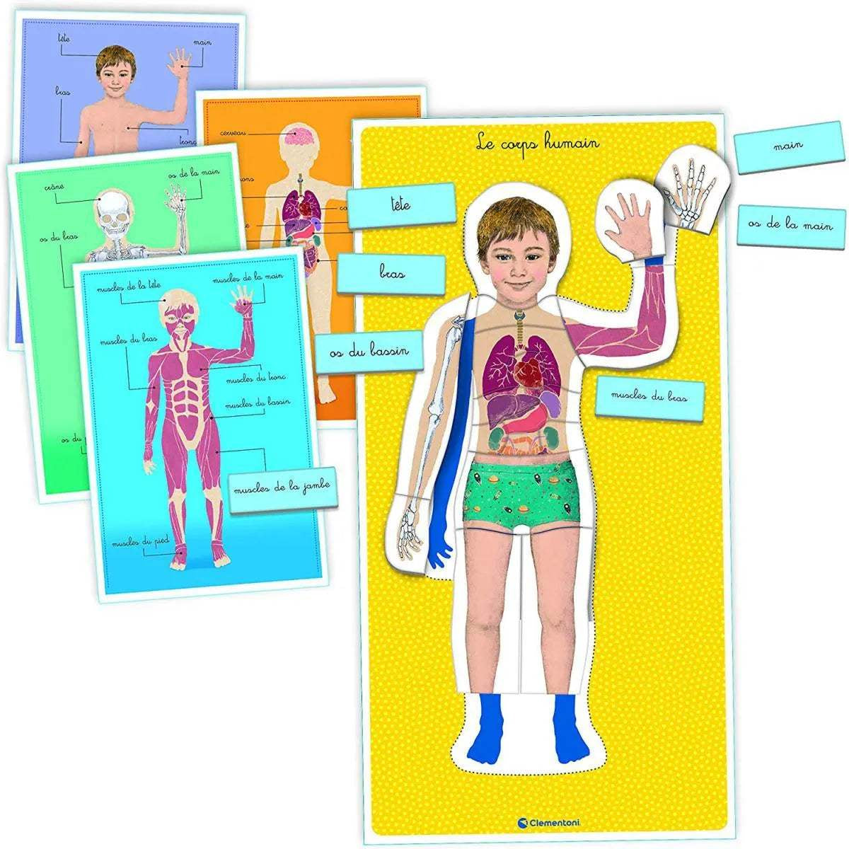 LE CORPS HUMAIN - MONTESSORI - babyboss toys - pour bébé Maroc -www.babyboss.ma